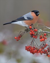 Eurasian bullfinch