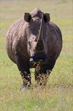 White rhinoceros