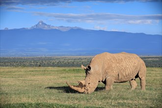 White rhinoceros