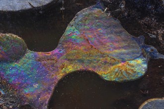 Forms of ice in a puddle