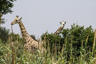 West African giraffes