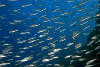 Shoal of fish with sardines