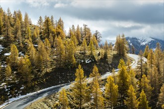 Autumn coloured larches