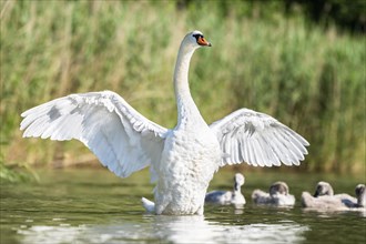 Mute swan