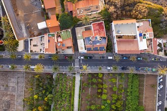 Houses and plantations from above