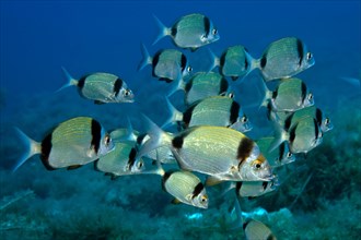 Shoal of two-banded seabream
