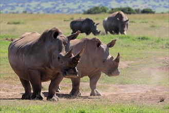 White rhinoceroses