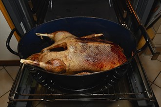 Christmas goose roasted in a roasting oven