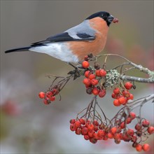 Eurasian bullfinch