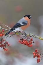 Eurasian bullfinch