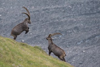 Fighting alpine ibex