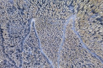 Hiking trail in winter forest from above