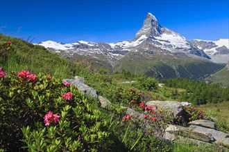 Matterhorn with alpine roses