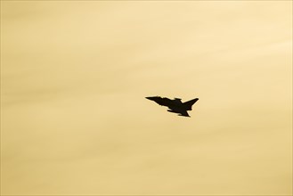 Eurofighter Typhoon aircraft in flight of the Royal air force at sunset