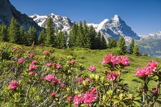 Eiger and Moench