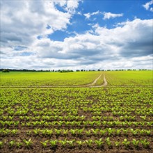Field with sugar beets in spring