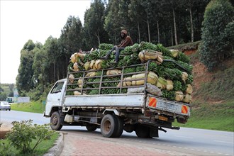 Truck overloaded with loaded banana plants