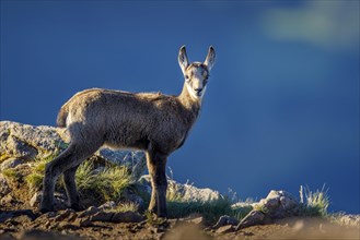 Juvenile chamois