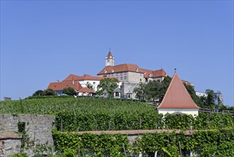 Riegersburg and in front of it a vineyard