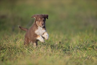 Australian Shepherd puppy running across the meadow