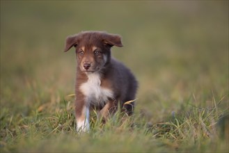 Australian Shepherd puppy running across the meadow