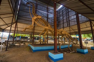 Dinosaur Skeleton in covered hall