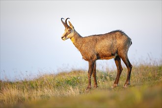 Juvenile chamois