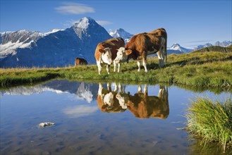 Cows in front of Eiger and Jungfrau