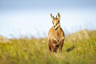 Juvenile chamois