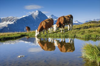 Cows in front of Eiger and Jungfrau