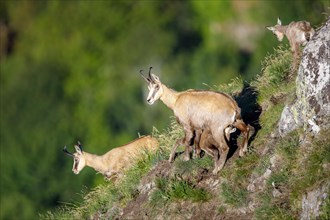 Chamois