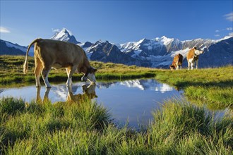 Cows in front of Schreckhorn