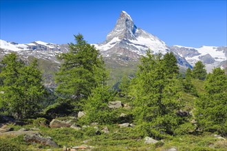 Matterhorn and larch forest in summer