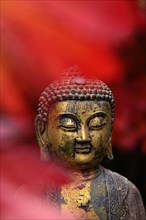 Buddha head with autumn leaves