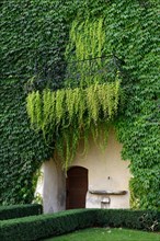 House wall with wild wine