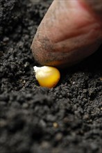 Corn kernels are put into soil