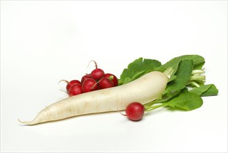 Radish and Red Radish