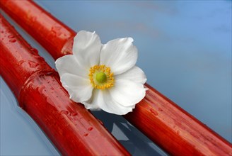 Japanese autumn anemone