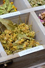 Dried lime blossoms in collection box