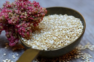 Quinoa in ladle and mature quinoa branch
