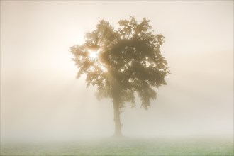 Oak in the fog