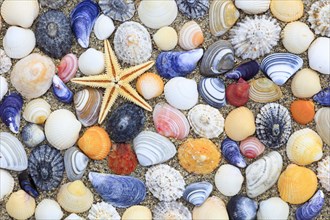 Starfish and shells in sand