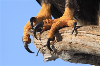 Claws of Bald eagle