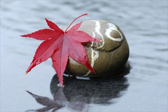 Downy Japanese Mapleleaf on stone