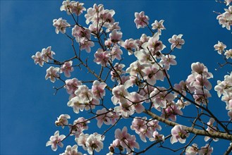 Magnolia