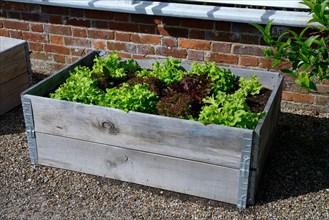 Raised bed with lettuce