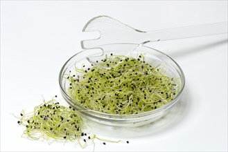 Onion sprouts in peel and salad spoon