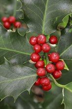 European holly in the forest