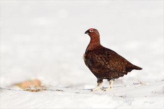 Willow Grouse