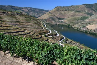 Vineyards on the Douro